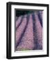 Rows of Lavender in Bloom-Owen Franken-Framed Photographic Print