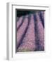 Rows of Lavender in Bloom-Owen Franken-Framed Photographic Print