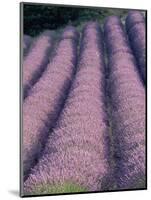 Rows of Lavender in Bloom-Owen Franken-Mounted Photographic Print
