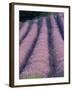 Rows of Lavender in Bloom-Owen Franken-Framed Photographic Print