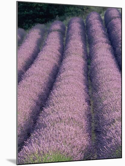 Rows of Lavender in Bloom-Owen Franken-Mounted Photographic Print