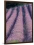 Rows of Lavender in Bloom-Owen Franken-Framed Photographic Print