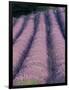 Rows of Lavender in Bloom-Owen Franken-Framed Photographic Print