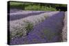 Rows of Lavender in Field with Sunflowers, Sequim, Washington, USA-Merrill Images-Stretched Canvas