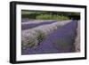 Rows of Lavender in Field with Sunflowers, Sequim, Washington, USA-Merrill Images-Framed Photographic Print