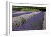 Rows of Lavender in Field with Sunflowers, Sequim, Washington, USA-Merrill Images-Framed Photographic Print