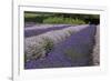 Rows of Lavender in Field with Sunflowers, Sequim, Washington, USA-Merrill Images-Framed Photographic Print