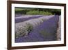 Rows of Lavender in Field with Sunflowers, Sequim, Washington, USA-Merrill Images-Framed Photographic Print