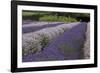 Rows of Lavender in Field with Sunflowers, Sequim, Washington, USA-Merrill Images-Framed Photographic Print