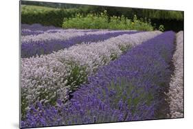 Rows of Lavender in Field with Sunflowers, Sequim, Washington, USA-Merrill Images-Mounted Photographic Print