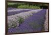 Rows of Lavender in Field with Sunflowers, Sequim, Washington, USA-Merrill Images-Framed Photographic Print