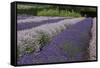 Rows of Lavender in Field with Sunflowers, Sequim, Washington, USA-Merrill Images-Framed Stretched Canvas