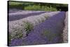 Rows of Lavender in Field with Sunflowers, Sequim, Washington, USA-Merrill Images-Stretched Canvas