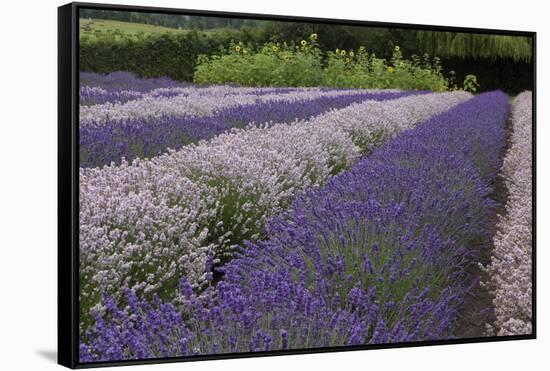 Rows of Lavender in Field with Sunflowers, Sequim, Washington, USA-Merrill Images-Framed Stretched Canvas