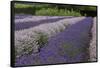 Rows of Lavender in Field with Sunflowers, Sequim, Washington, USA-Merrill Images-Framed Stretched Canvas