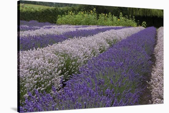 Rows of Lavender in Field with Sunflowers, Sequim, Washington, USA-Merrill Images-Stretched Canvas