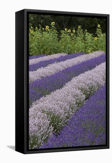 Rows of Lavender in Field with Sunflowers, Sequim, Washington, USA-Merrill Images-Framed Stretched Canvas