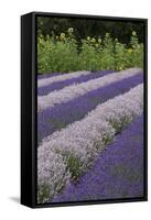 Rows of Lavender in Field with Sunflowers, Sequim, Washington, USA-Merrill Images-Framed Stretched Canvas