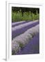 Rows of Lavender in Field with Sunflowers, Sequim, Washington, USA-Merrill Images-Framed Premium Photographic Print