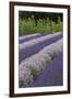 Rows of Lavender in Field with Sunflowers, Sequim, Washington, USA-Merrill Images-Framed Premium Photographic Print