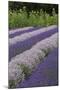 Rows of Lavender in Field with Sunflowers, Sequim, Washington, USA-Merrill Images-Mounted Premium Photographic Print