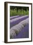 Rows of Lavender in Field with Sunflowers, Sequim, Washington, USA-Merrill Images-Framed Photographic Print