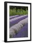 Rows of Lavender in Field with Sunflowers, Sequim, Washington, USA-Merrill Images-Framed Photographic Print