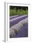 Rows of Lavender in Field with Sunflowers, Sequim, Washington, USA-Merrill Images-Framed Photographic Print