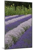 Rows of Lavender in Field with Sunflowers, Sequim, Washington, USA-Merrill Images-Mounted Photographic Print