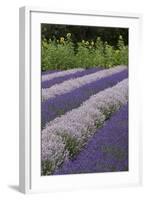 Rows of Lavender in Field with Sunflowers, Sequim, Washington, USA-Merrill Images-Framed Photographic Print