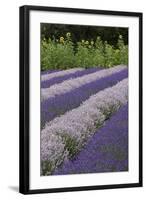 Rows of Lavender in Field with Sunflowers, Sequim, Washington, USA-Merrill Images-Framed Photographic Print