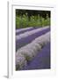 Rows of Lavender in Field with Sunflowers, Sequim, Washington, USA-Merrill Images-Framed Photographic Print