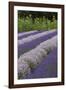 Rows of Lavender in Field with Sunflowers, Sequim, Washington, USA-Merrill Images-Framed Photographic Print