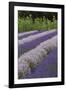 Rows of Lavender in Field with Sunflowers, Sequim, Washington, USA-Merrill Images-Framed Photographic Print