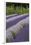 Rows of Lavender in Field with Sunflowers, Sequim, Washington, USA-Merrill Images-Framed Photographic Print