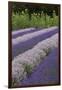 Rows of Lavender in Field with Sunflowers, Sequim, Washington, USA-Merrill Images-Framed Photographic Print