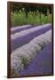 Rows of Lavender in Field with Sunflowers, Sequim, Washington, USA-Merrill Images-Framed Photographic Print