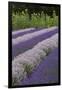 Rows of Lavender in Field with Sunflowers, Sequim, Washington, USA-Merrill Images-Framed Photographic Print