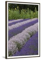 Rows of Lavender in Field with Sunflowers, Sequim, Washington, USA-Merrill Images-Framed Premium Photographic Print