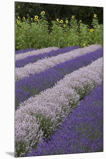 Rows of Lavender in Field with Sunflowers, Sequim, Washington, USA-Merrill Images-Mounted Premium Photographic Print