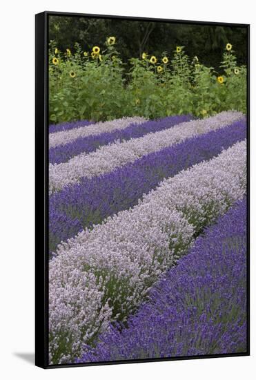 Rows of Lavender in Field with Sunflowers, Sequim, Washington, USA-Merrill Images-Framed Stretched Canvas