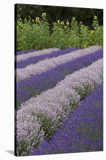 Rows of Lavender in Field with Sunflowers, Sequim, Washington, USA-Merrill Images-Stretched Canvas