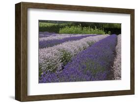 Rows of Lavender in Field with Sunflowers, Sequim, Washington, USA-Merrill Images-Framed Photographic Print