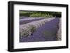 Rows of Lavender in Field with Sunflowers, Sequim, Washington, USA-Merrill Images-Framed Photographic Print