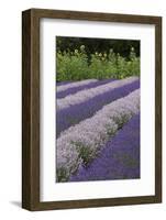 Rows of Lavender in Field with Sunflowers, Sequim, Washington, USA-Merrill Images-Framed Photographic Print