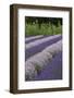 Rows of Lavender in Field with Sunflowers, Sequim, Washington, USA-Merrill Images-Framed Photographic Print