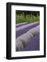 Rows of Lavender in Field with Sunflowers, Sequim, Washington, USA-Merrill Images-Framed Photographic Print