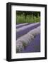 Rows of Lavender in Field with Sunflowers, Sequim, Washington, USA-Merrill Images-Framed Photographic Print