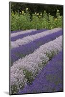 Rows of Lavender in Field with Sunflowers, Sequim, Washington, USA-Merrill Images-Mounted Photographic Print