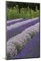 Rows of Lavender in Field with Sunflowers, Sequim, Washington, USA-Merrill Images-Mounted Photographic Print